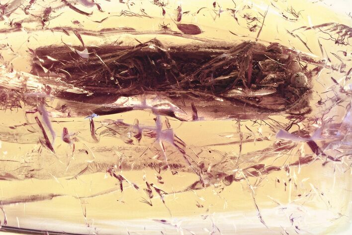 Detailed Fossil Caddisfly (Trichoptera) In Baltic Amber #330668